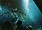2003032224 blijdorp aquarium.jpg